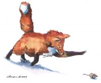 200-307 Red Fox
